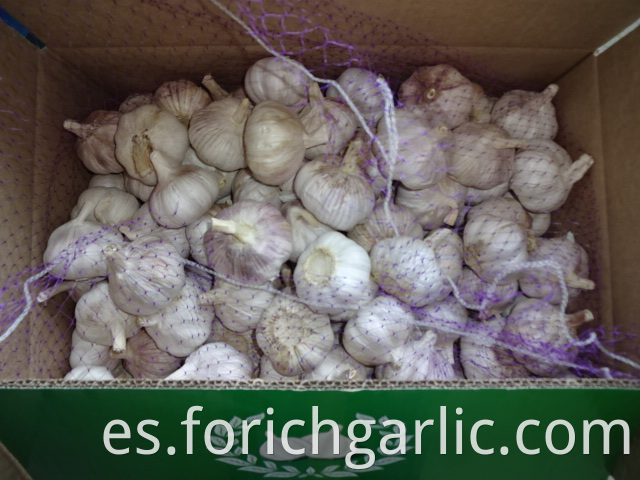 Size 5 0cm Normal Garlic